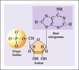 http://www.cobach-elr.com/academias/quimicas/biologia/biologia/curtis/libro/img/3-29.jpg