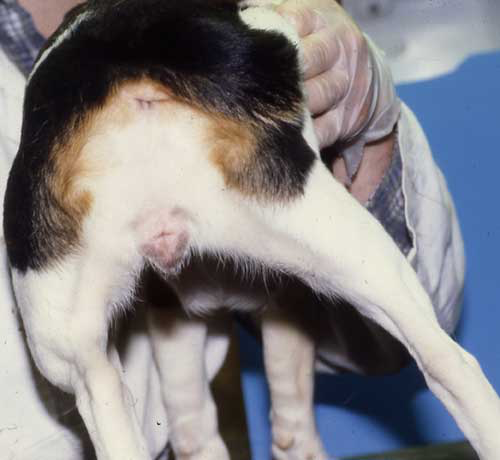 Fotografía de una perra en proestro que muestra agrandamiento edematoso del perineo y de la vulva