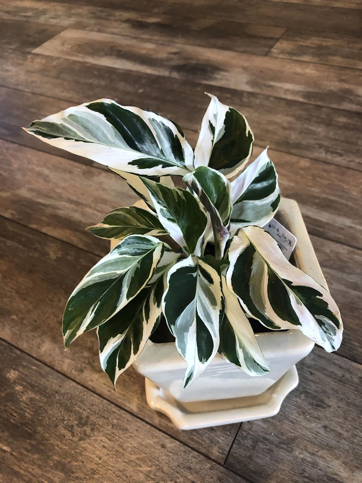 Calathea plant in white pot | Indoor plants for dogs