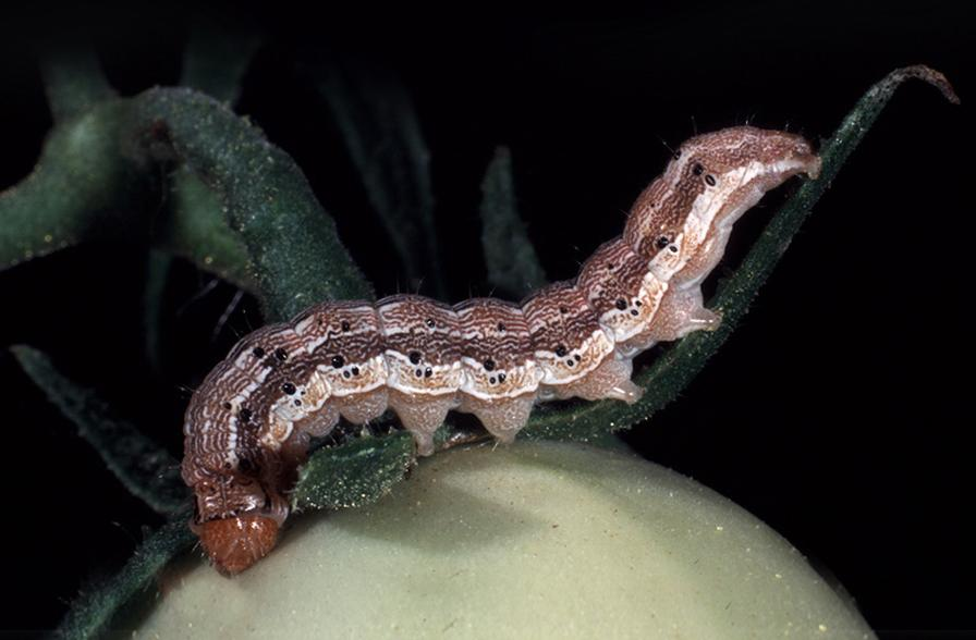 Tomato Fruitworm