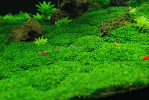 Cách chơi Mini fiss Thủy Sinh