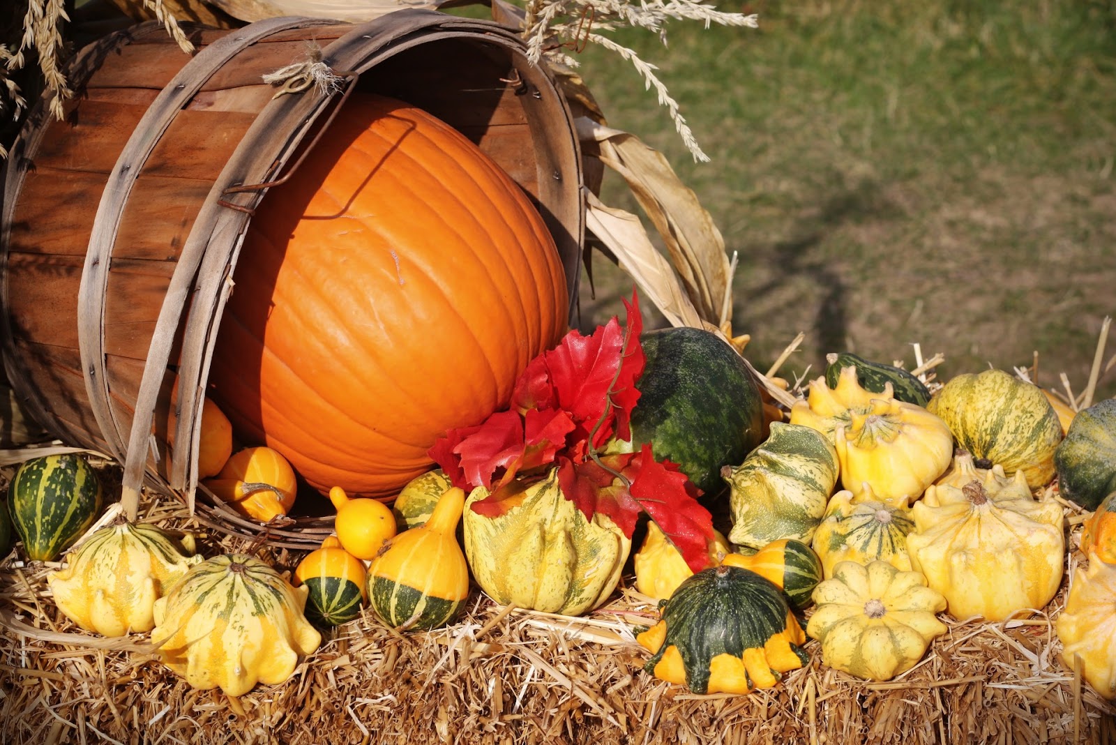 ... Fall Harvest