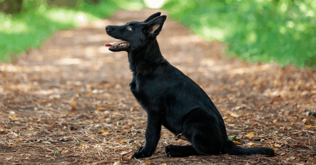 black german shepherd puppy