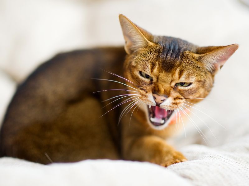 what-Is-cat-aggression