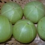 Gooseberry
