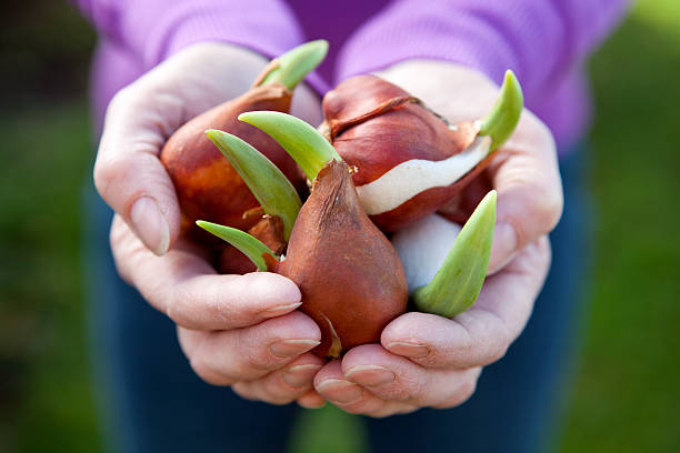 person holding tulip bulbs