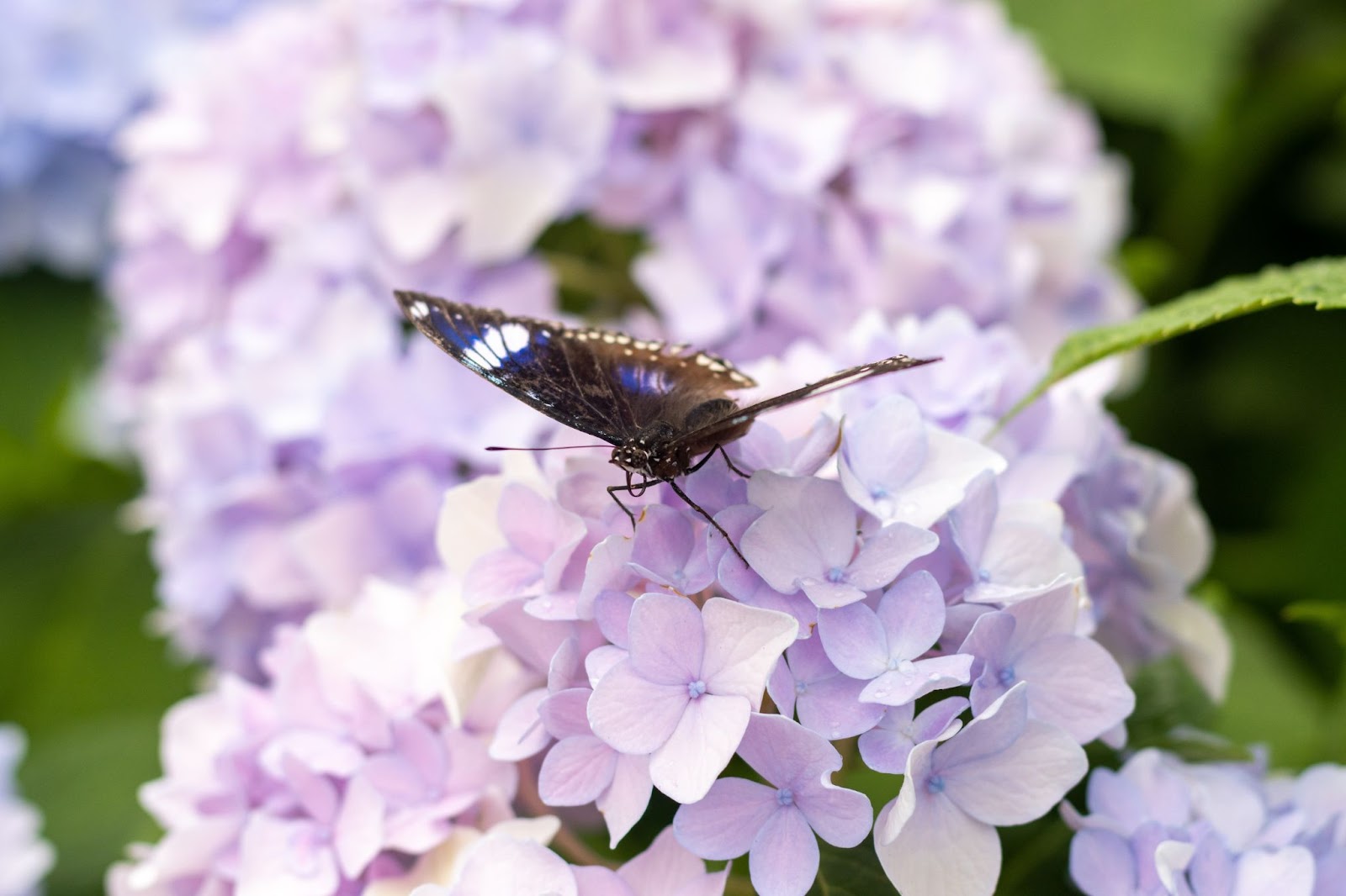 butterfly sitting over a purple flower