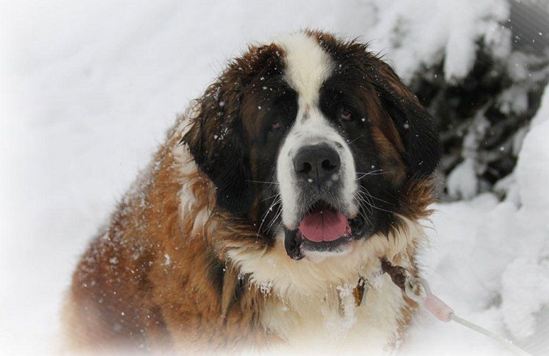 Chó St. Bernard cần môi trường rộng rãi