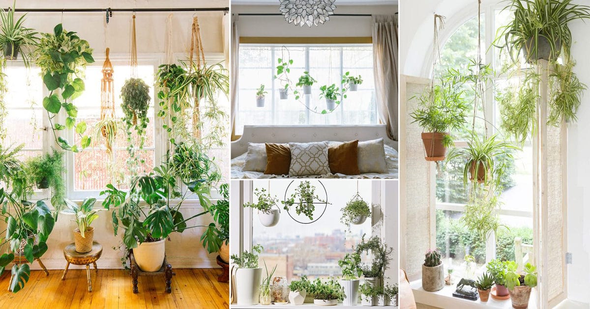 18 Indoor Plants Bedroom Window Garden Ideas | Balcony Garden Web
