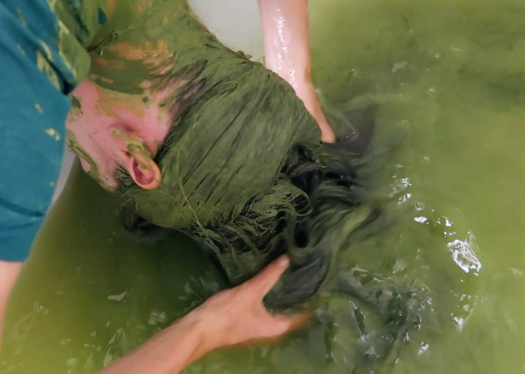 cassia obovata mermaid bath