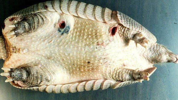 Nine-banded armadillo with leprosy lesions of abdomen