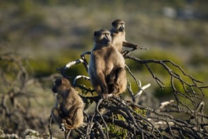 Baboons monkey around at Cape Point, Cape Town, South Africa