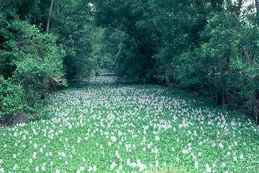 Hyacinth covered Bayou