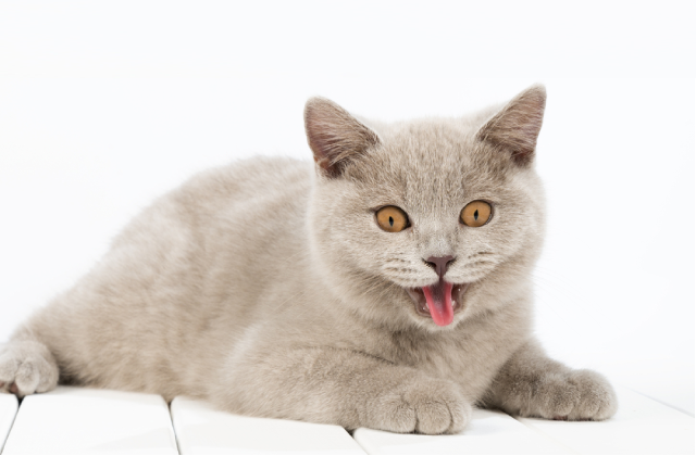 mèo thở gấp có nguy hiểm không?