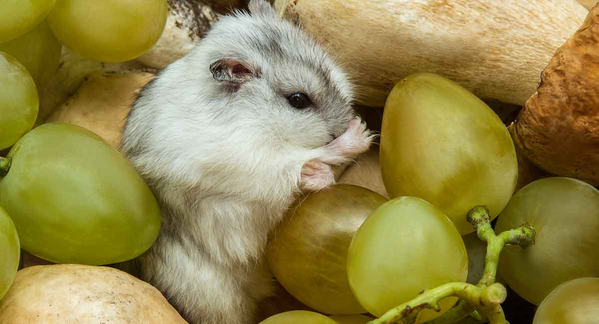Only feed your hamster a tiny bit of grapes each time. - Nibble And Squeaks - can hamsters eat grapes