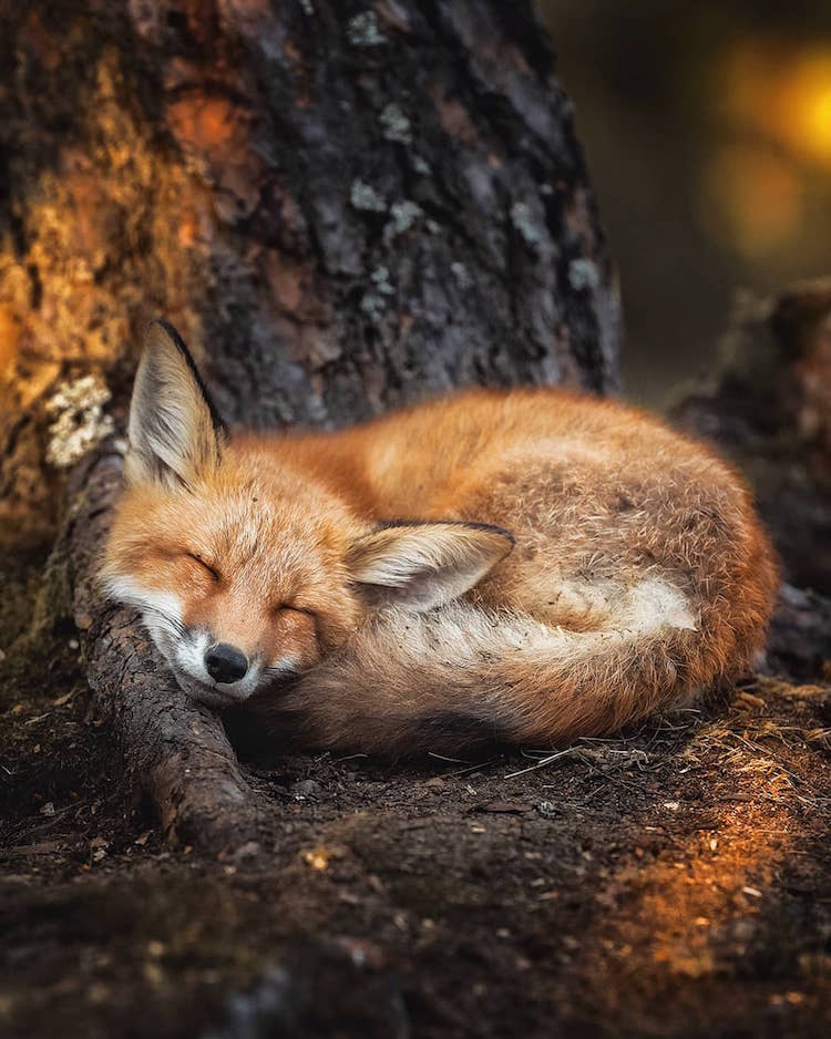 Photographer Captures Enchanting Photos of Finland&#39;s Forest Animals