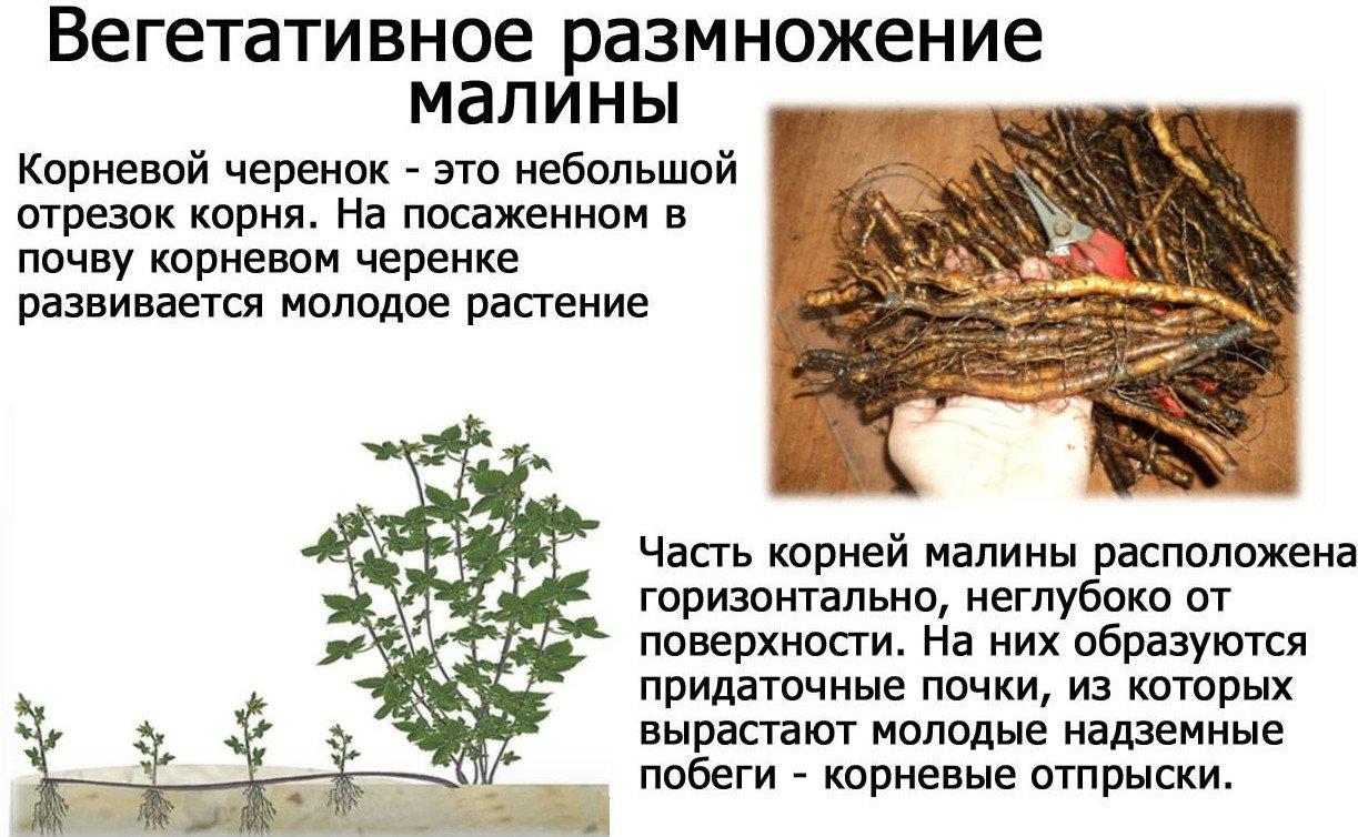 Вегетативное размножение малины