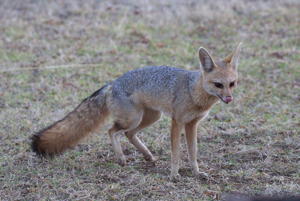 Cape fox (Copy).jpg