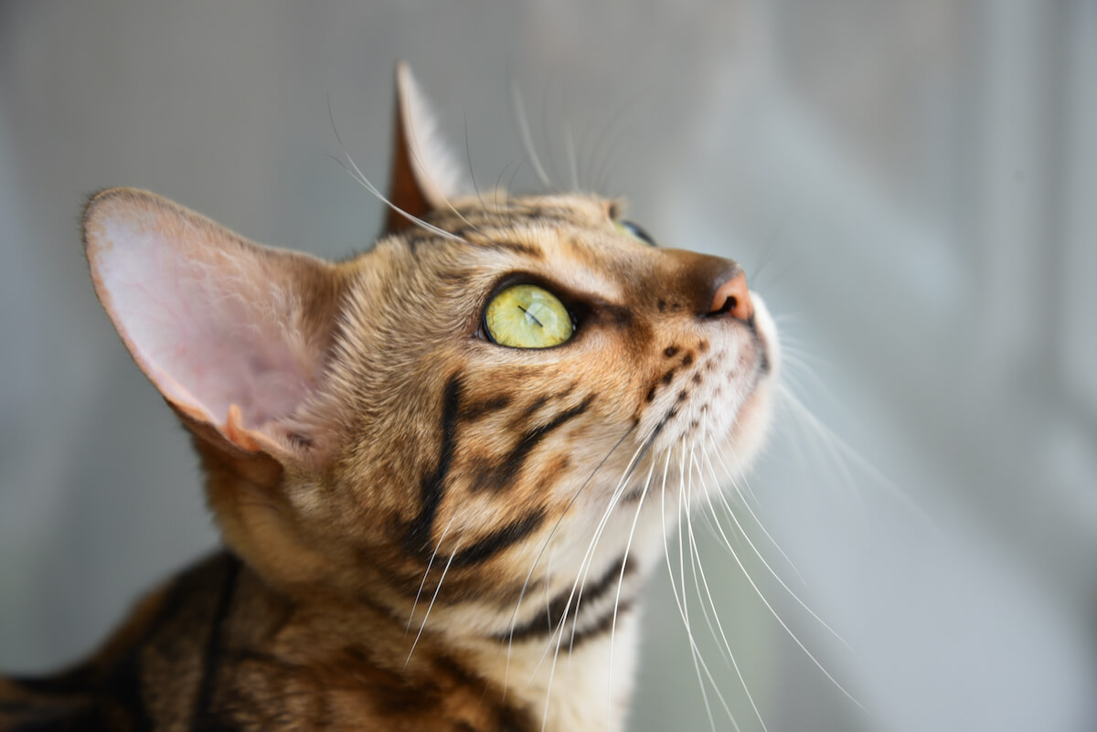 Un chat détendu et heureux déploie ses moustaches en éventail de chaque côté de son visage