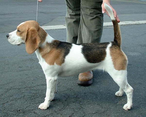 “米格魯“是最小的英國獵犬，黑、白、棕三色是牠的外觀特色