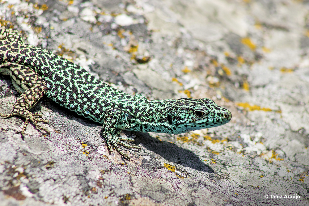 animal Serra da Estrela em Portugal - Hoteis serra da estrela - BVML