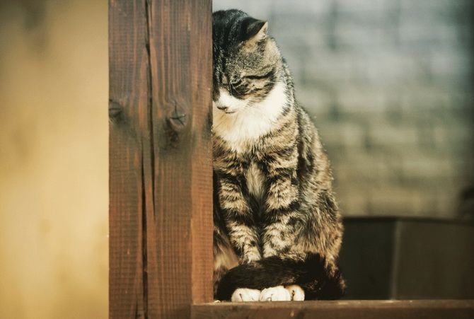 15 Surprising Cat Facts + Mood Cat Photo Collection 14