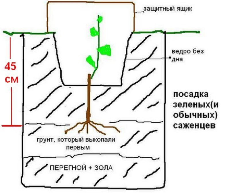 Схема посадки винограда в открытый грунт