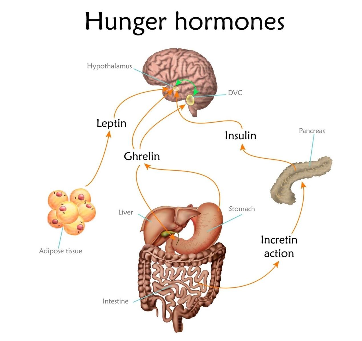 Hunger hormones