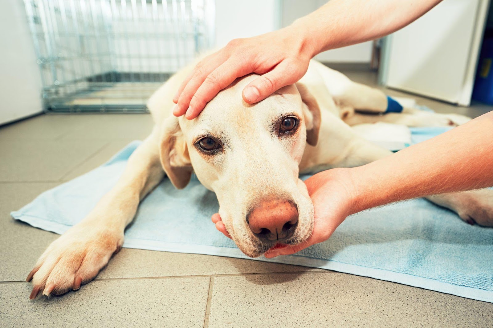 Seizures in Dogs: What Causes Them and How We Treat Them | Oakland Veterinary Referral Services