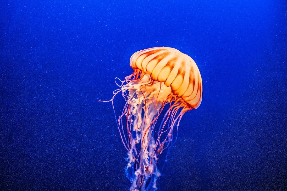 jellyfish at sea