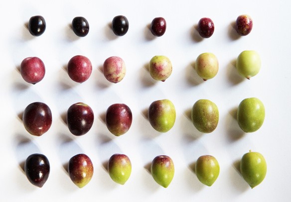 maduration olives
