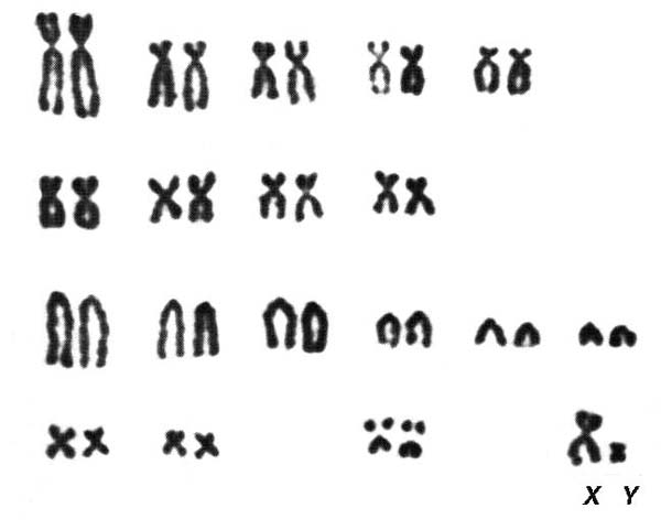Karyotypes of male domestic pigs, 2n=38