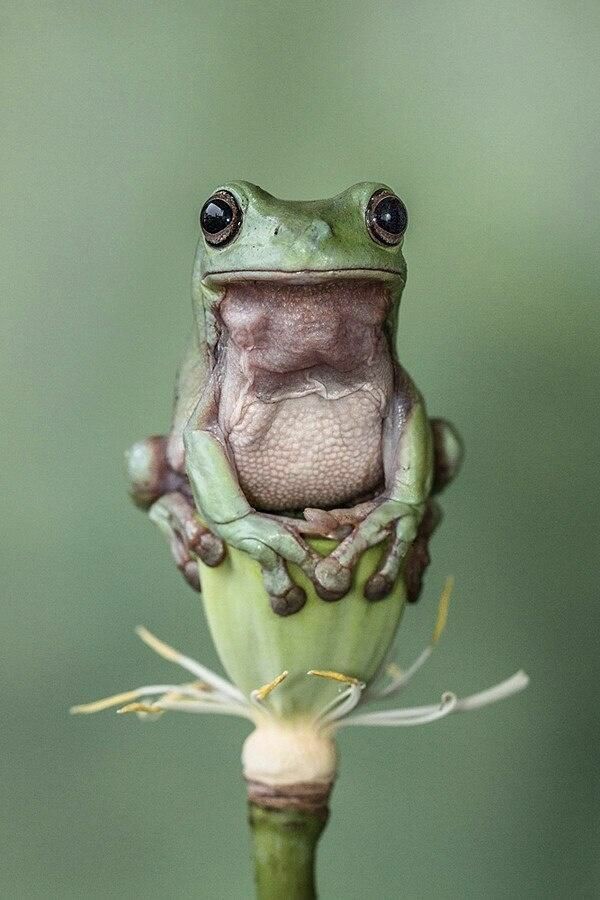 Amphibian frog.
