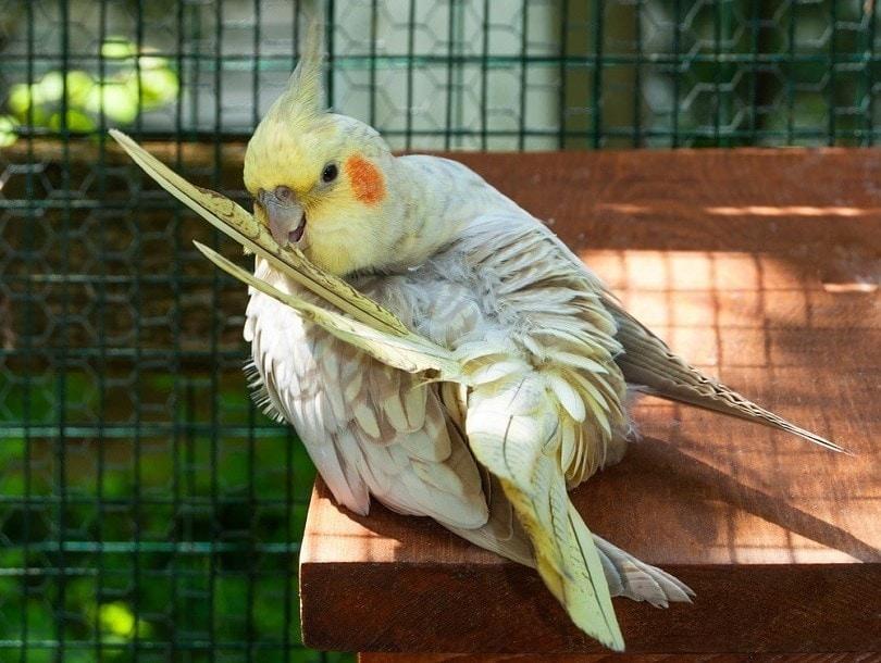 Pearl Cockatiel preening