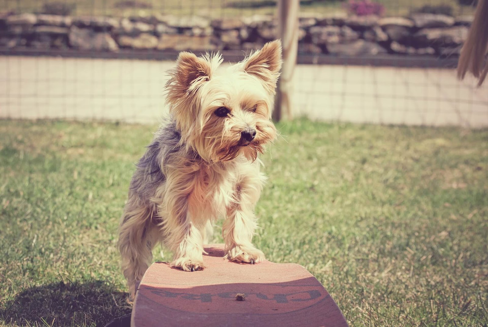 Why Are Yorkies Tails Docked?