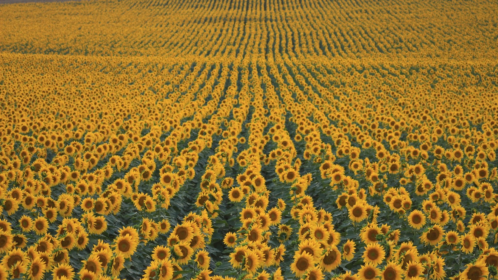 Desarrolla el mejor cultivo de girasol