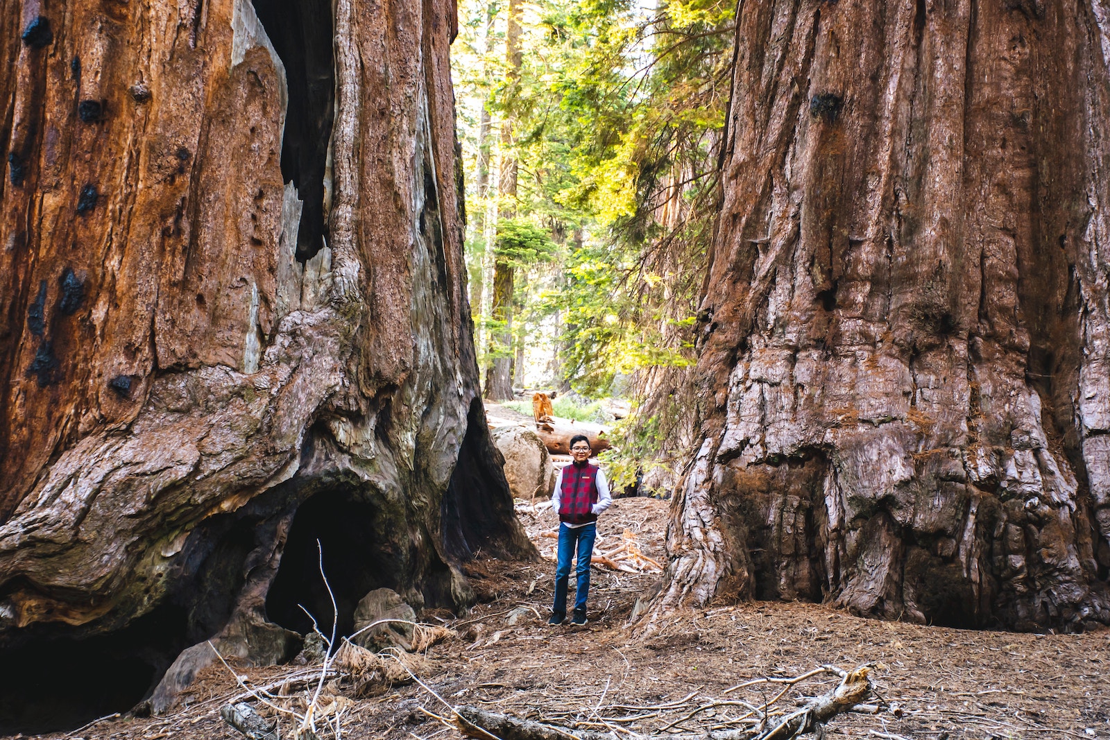 Sequoia trees at Yosemite National Park