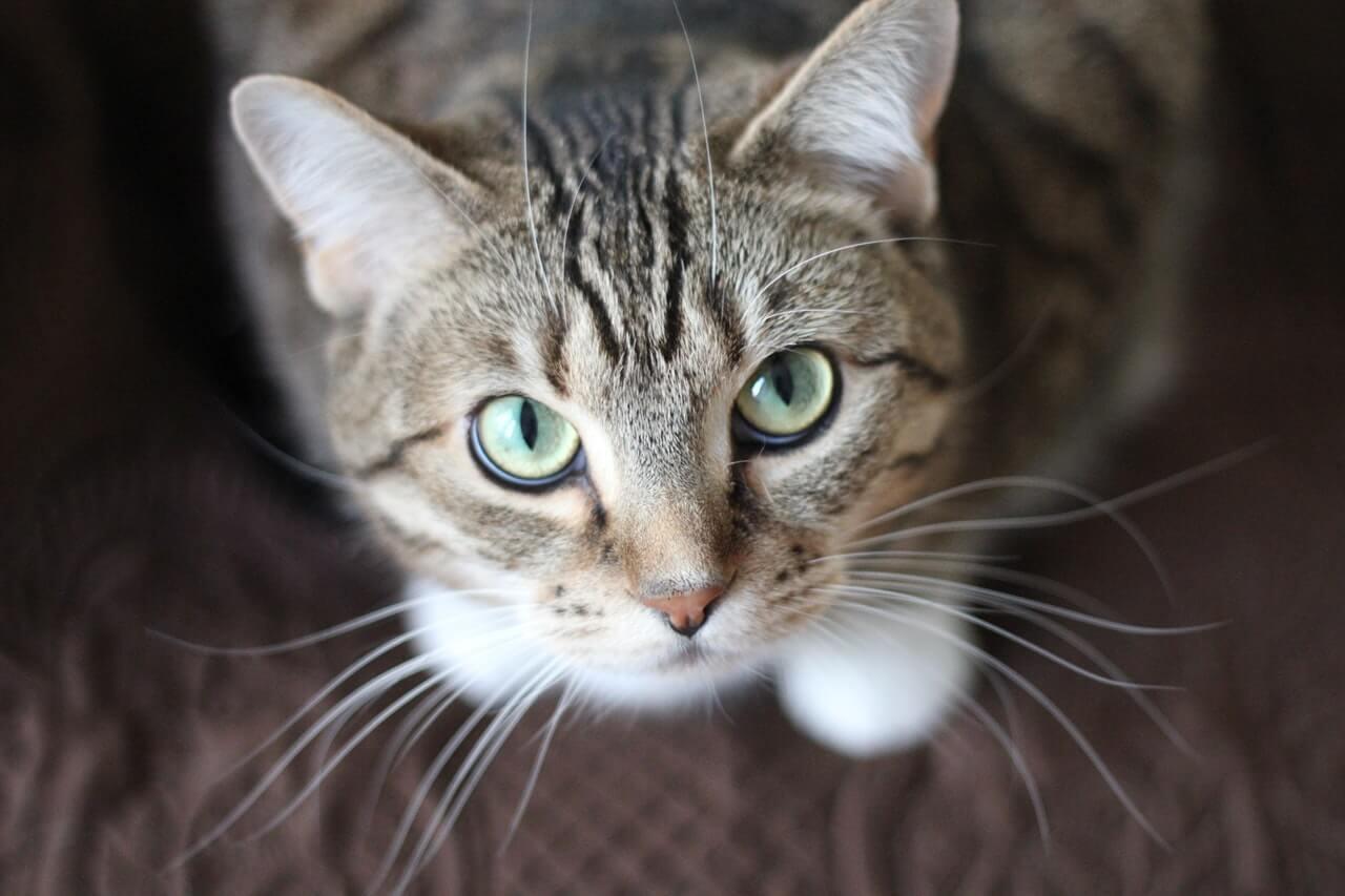 8 verrassende manieren waarop katten tonen dat ze van je houden