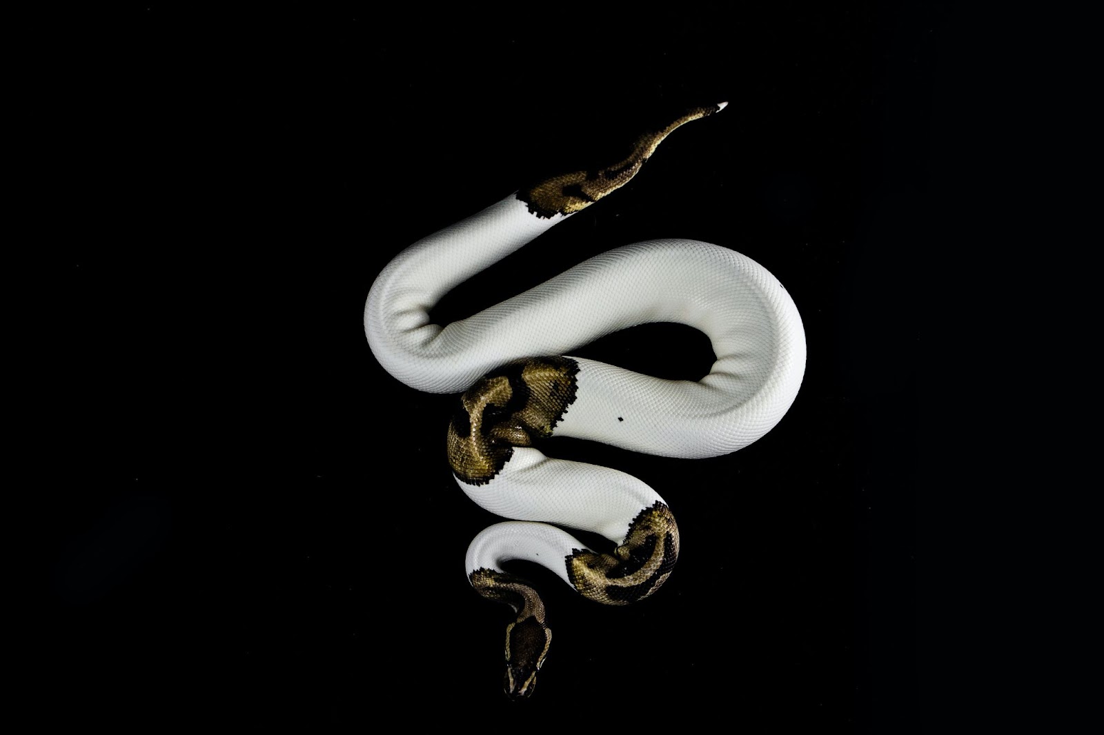 ball python lighting