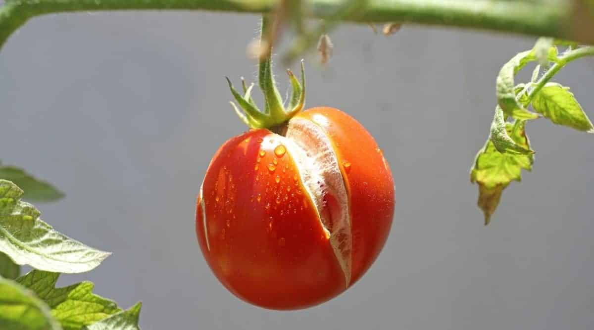 Cracked tomato