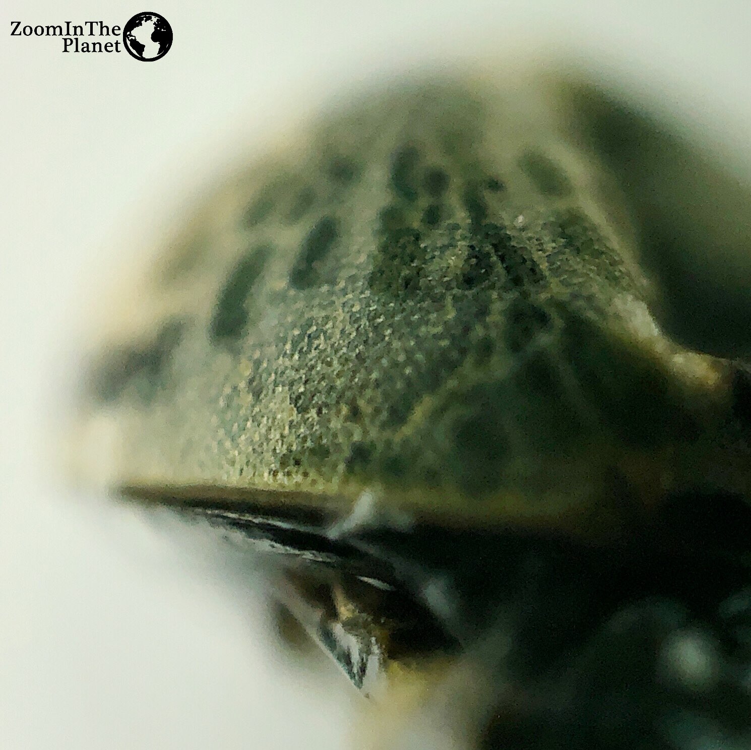 Pieris Rapae (Cabbage White) Head