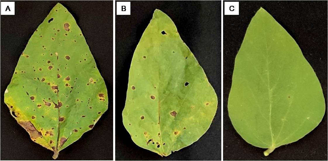 Imagens de folíolos de soja obtidas de plantas dos tratamentos sem aplicação de fungicida (A) e com duas aplicações (B) ou quatro aplicações (C) na safra 2019/2020