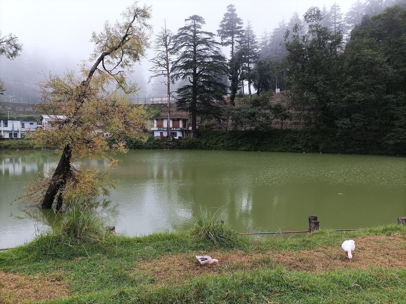 Macchi Tal, Gwaldam