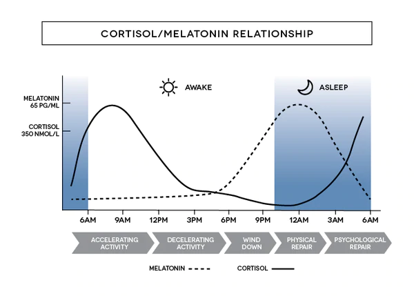 graph showing how cortisol affects melatonic
