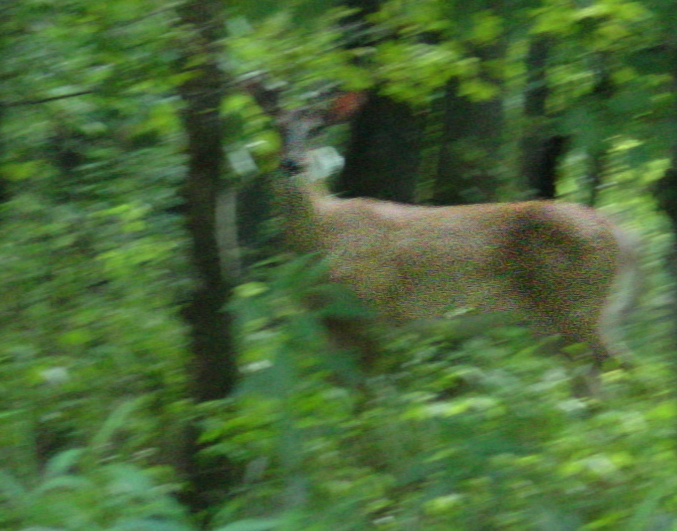 A blurry photo of a deer. 