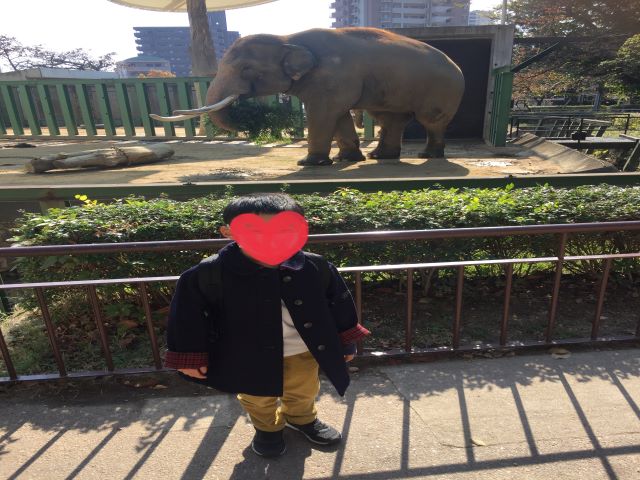 王子動物園　象