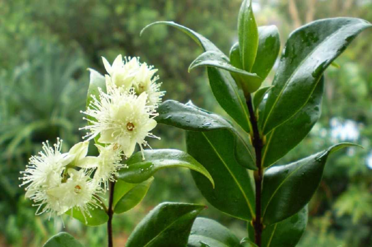Pohon Kayu Putih Bukan Eucalyptus Kenali Jenis jenisnya Pohon Kayu Putih Bukan Eucalyptus Kenali Jenis jenisnya