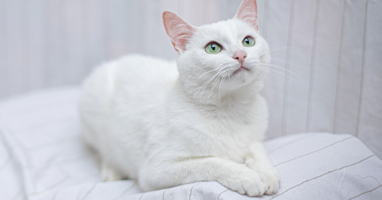 White cat with green eyes laying on bench
