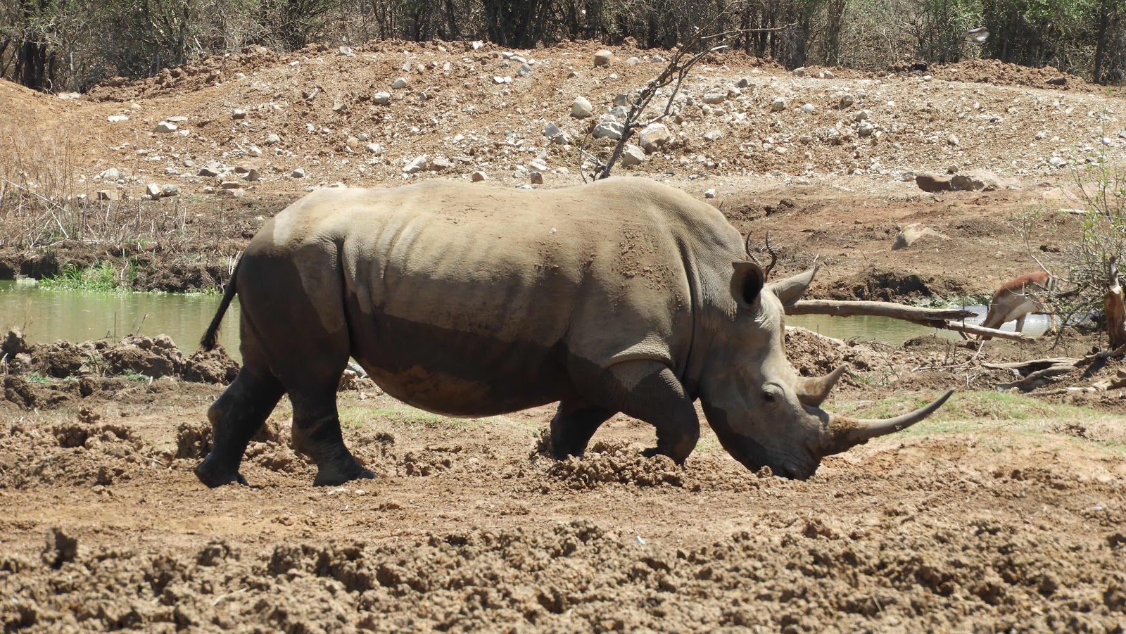 White Rhino in Hlane eSwatini