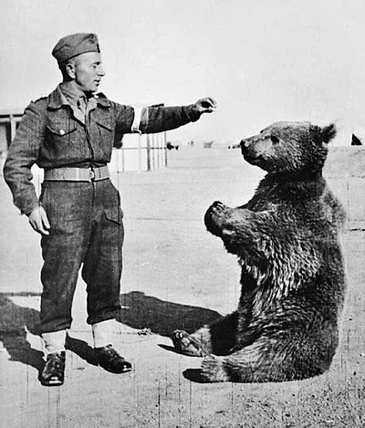 Wojtek the bear, serving in the Polish Army during WWII. Image courtesy Wikimedia Commons.
